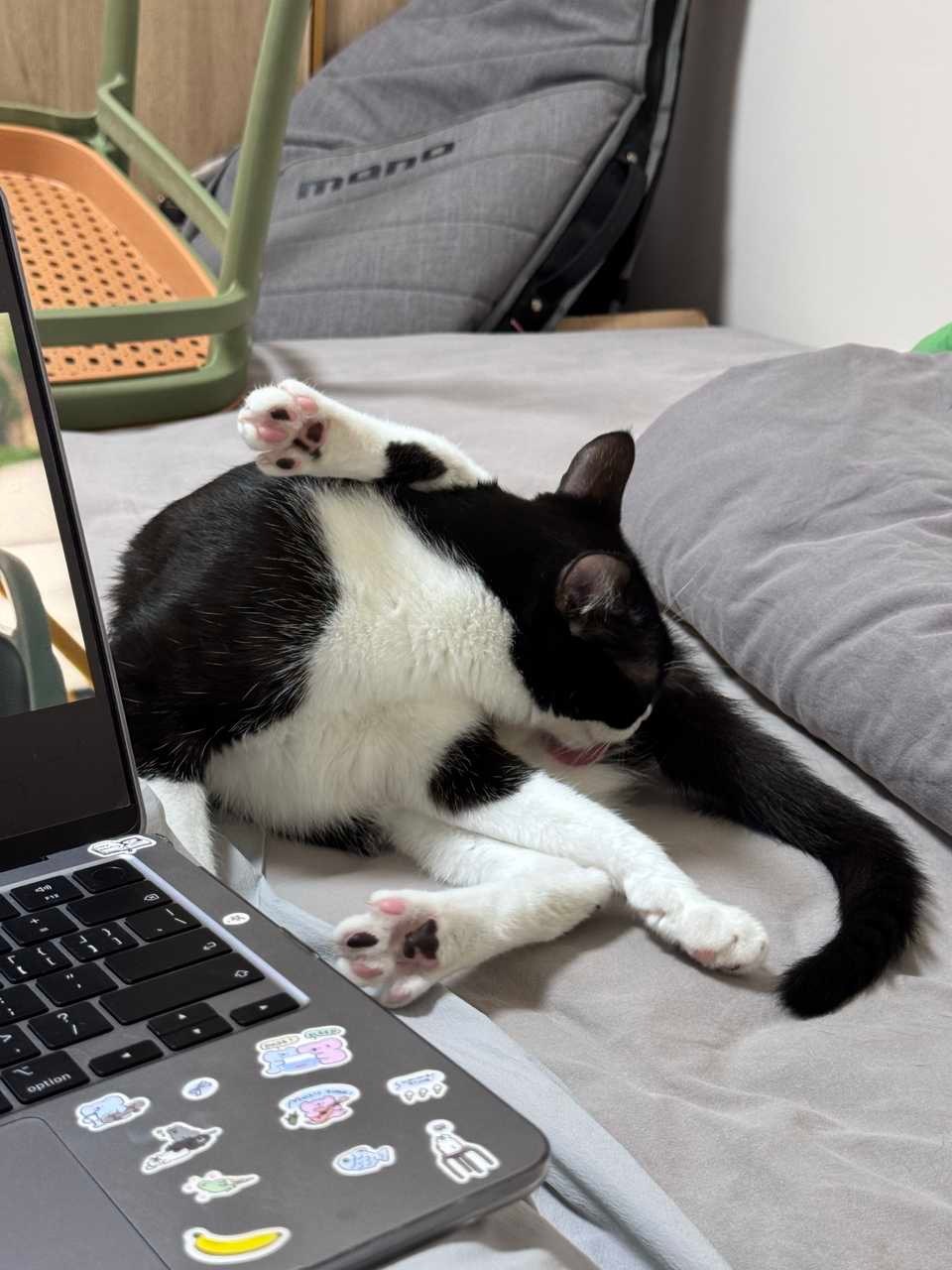 我很相信您，所以我在您附近舔屁。daily奶牛猫 （投稿：） 