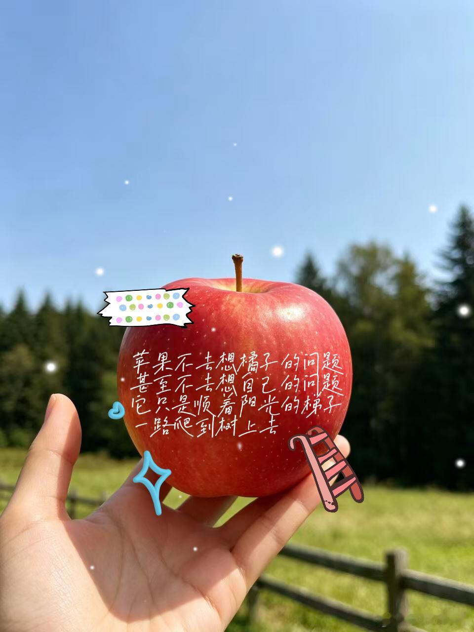 在北方打破了对秋天的认知北方的秋天自带丰收滤镜，一棵棵苹果树挂满红苹果，所见之处