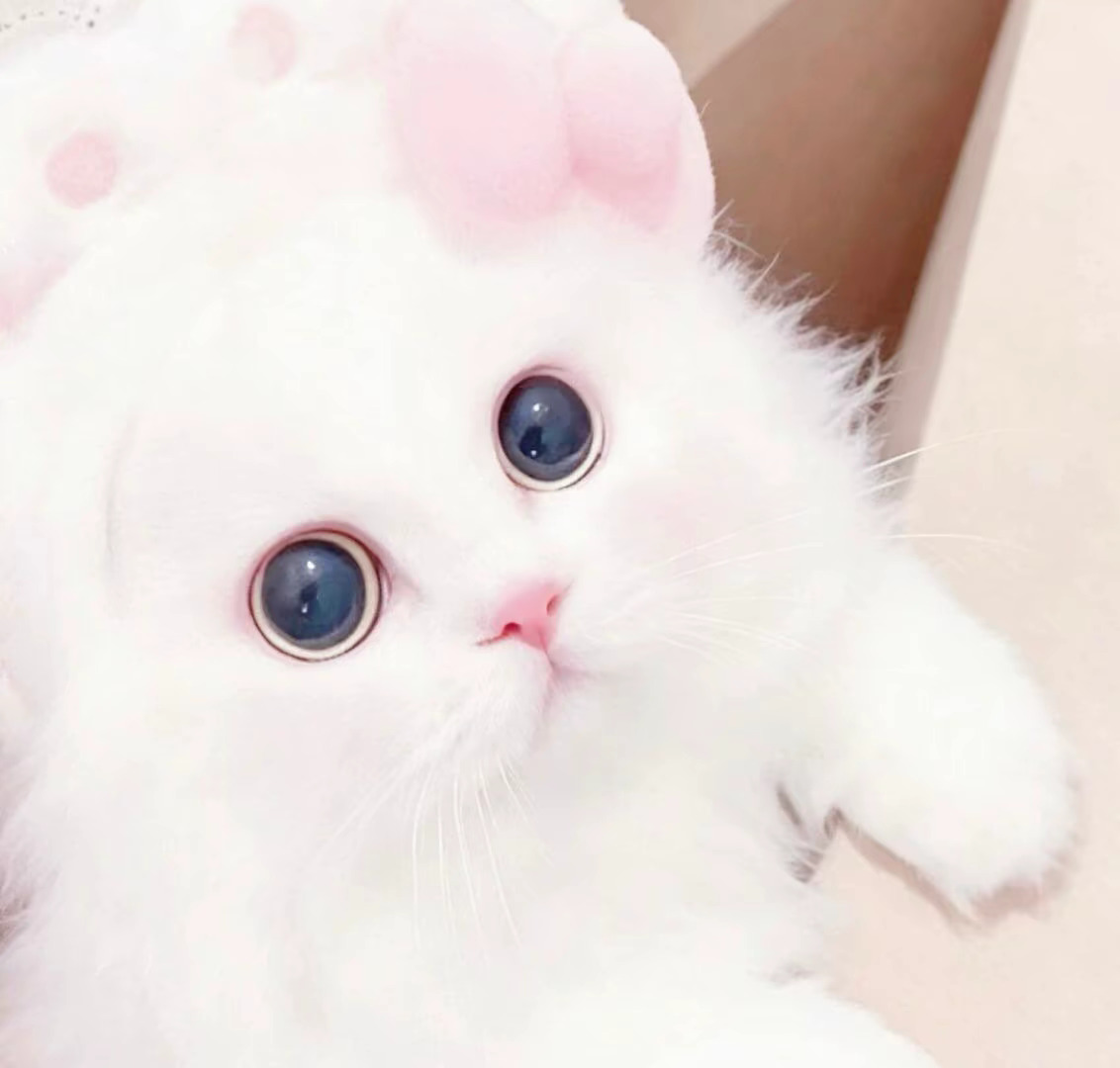 比今天更萌的 只有明天的我小猫头像 | 可爱头像 