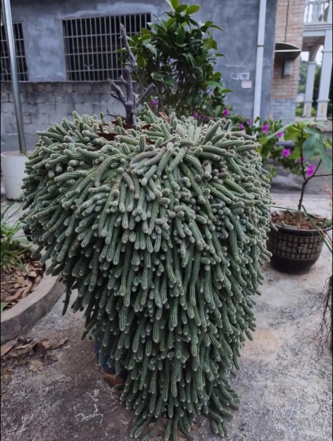 有谁敢说比我长得好？