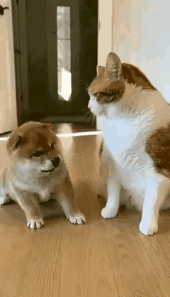 “这也太能装了！”家里，大橘白猫趁柴犬妈不在，对着小狗脑袋猛揍几拳。
 
小狗正