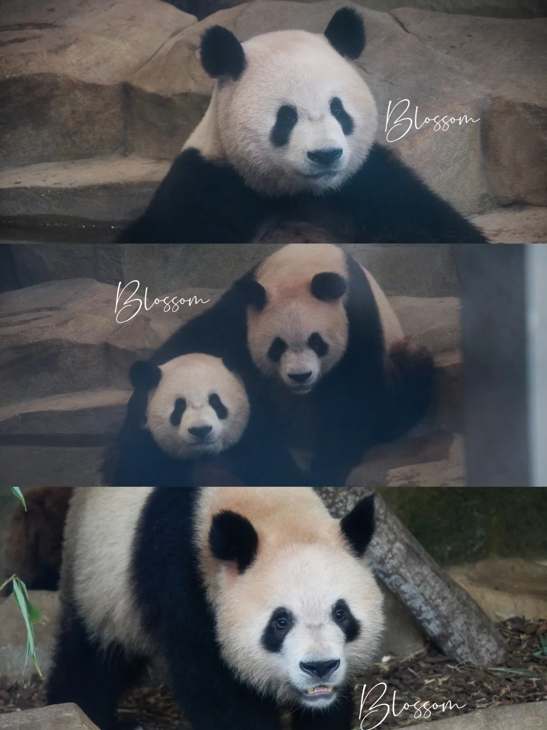 240906 久久友友小哥俩3岁生日快乐💐