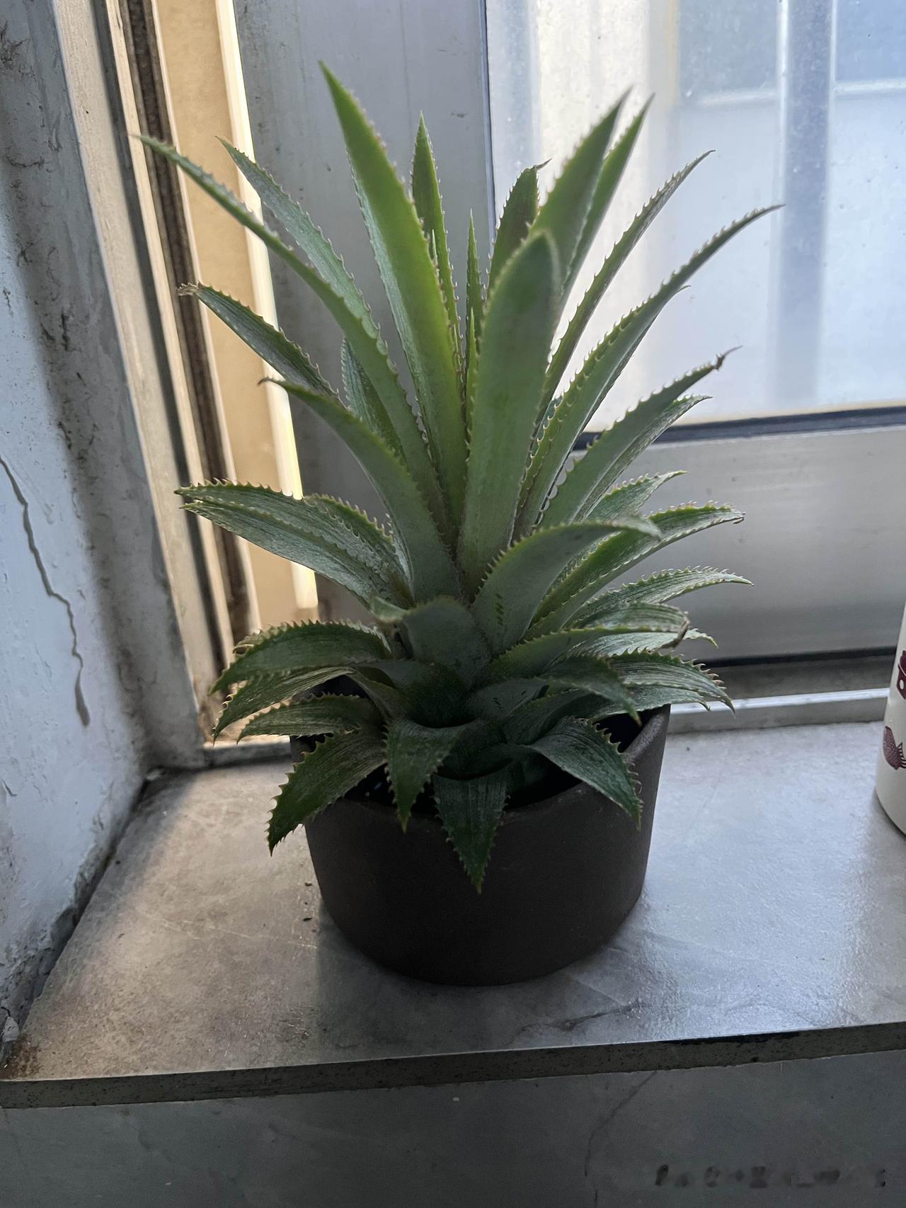 跟着女儿后面混吃。

昨下午4点多，正在洗手时，口袋手机铃声突然响起，擦干手掏出