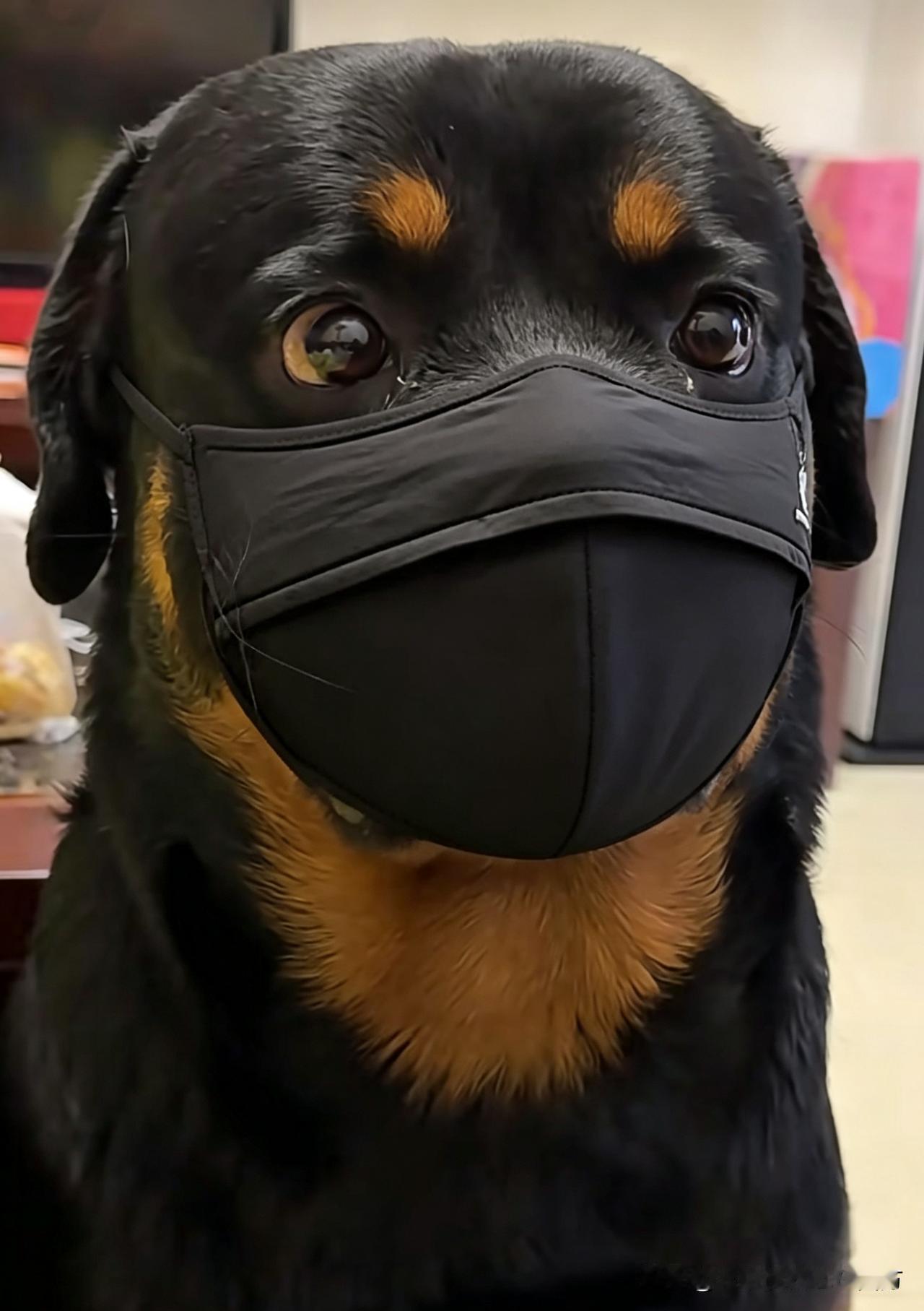 口罩一戴，谁也不爱。
法院大门为我敞开，
告完老头，再告物业，
外界再吵，我不理