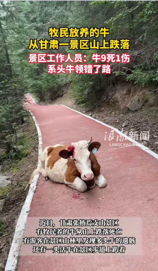 “一失足酿成满群悲剧！”甘肃张掖焉支山景区，一头黄牛静静趴在步道上，浑身沾满血迹