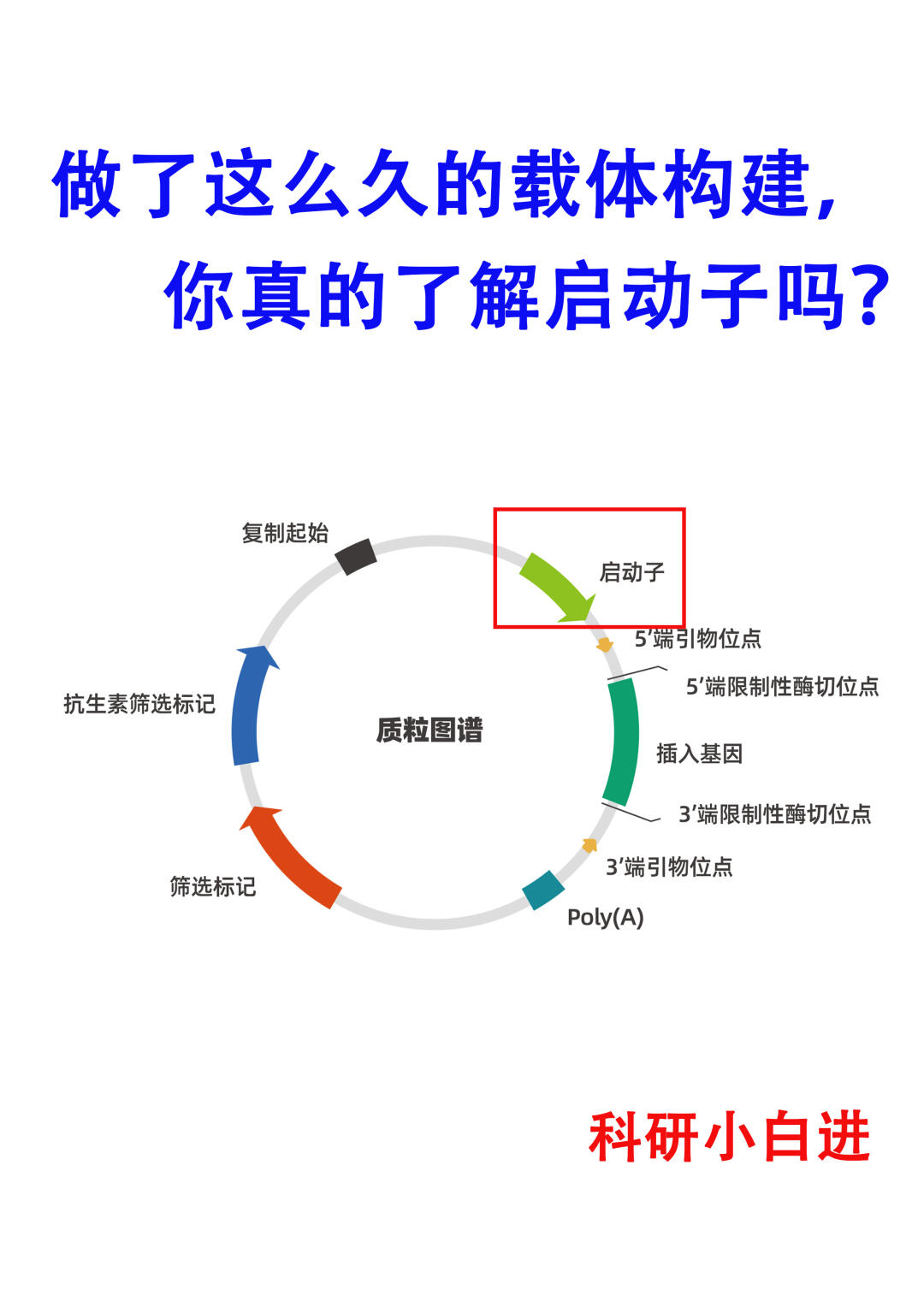 🔥做了这么久的载体构建，你真的了解启动子