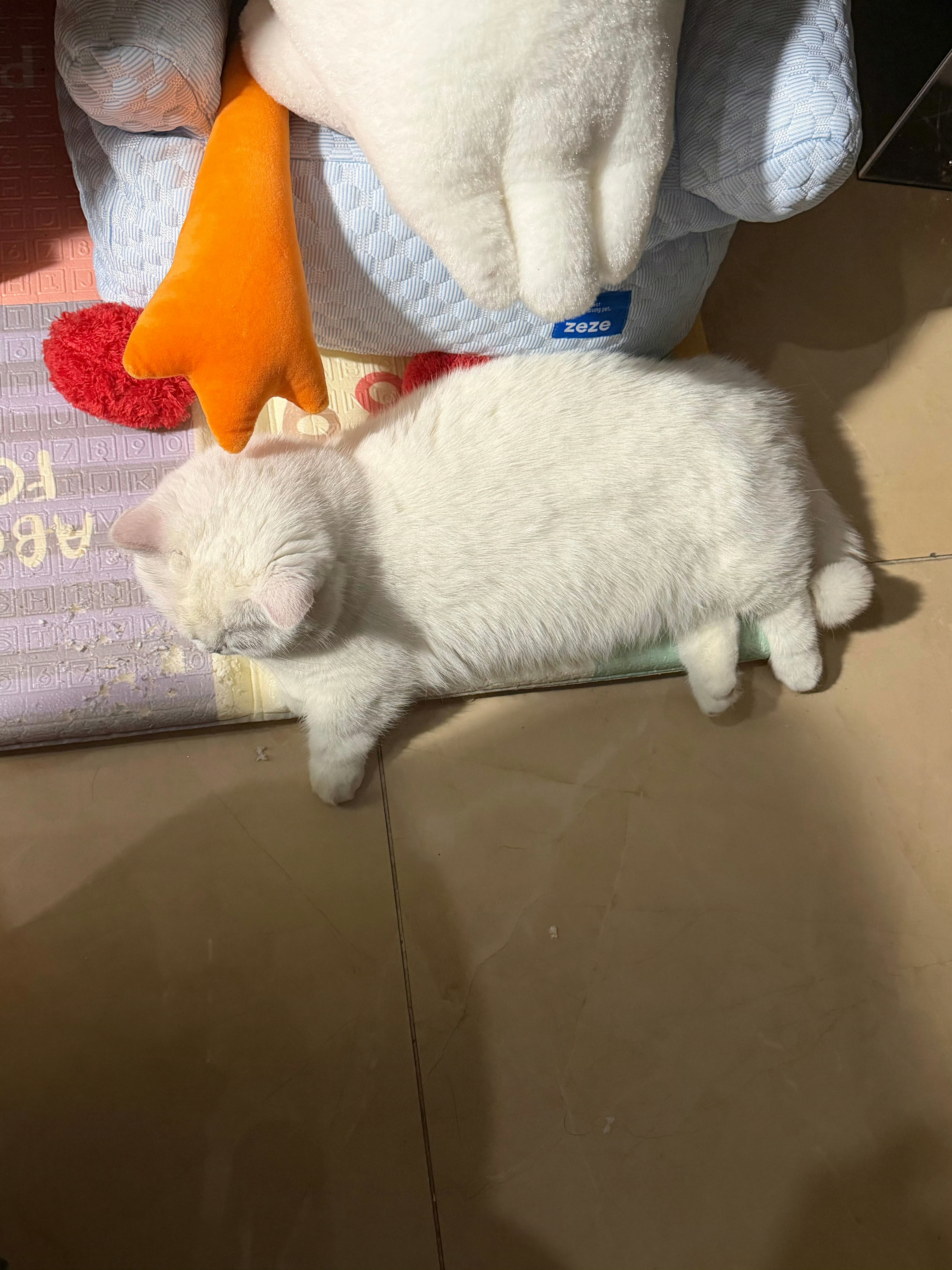 吒宝  这咪看着就很好rua，看着就软乎乎！2026pel春季赛