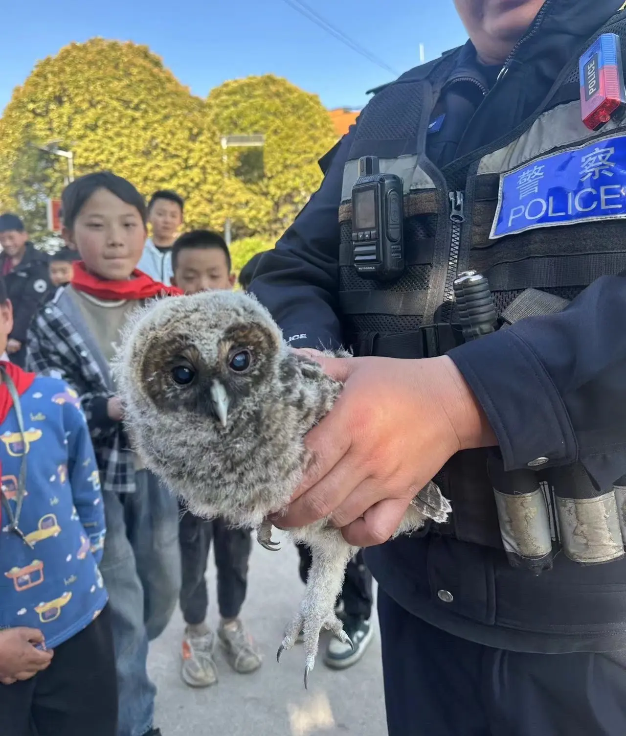 猫头鹰🦉幼崽，意外闯入校园的小精灵！