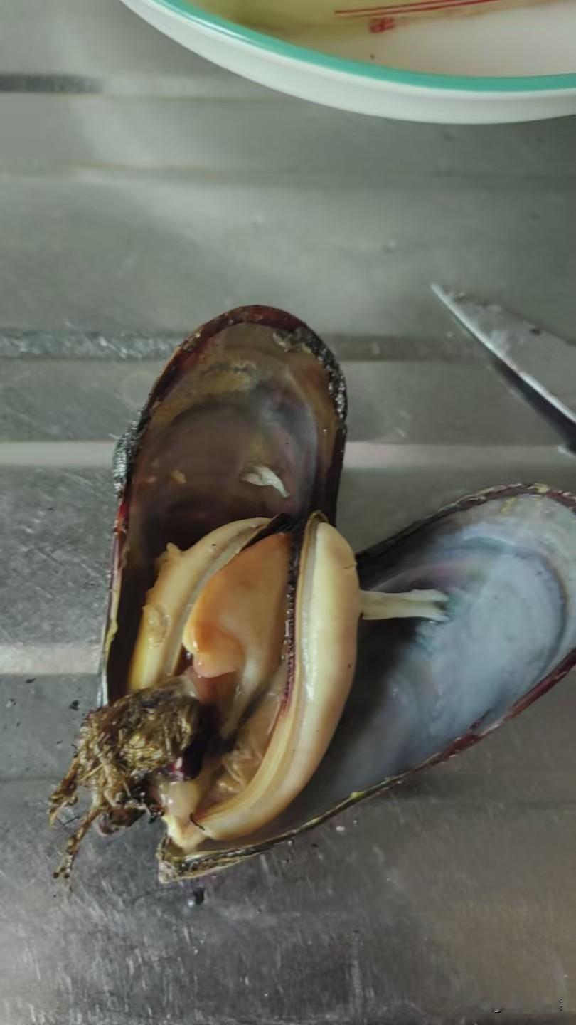 今天没干活，也没画画，也没雕刻木头。出去溜达一圈，看见一些小海鲜。这里叫海虹。我