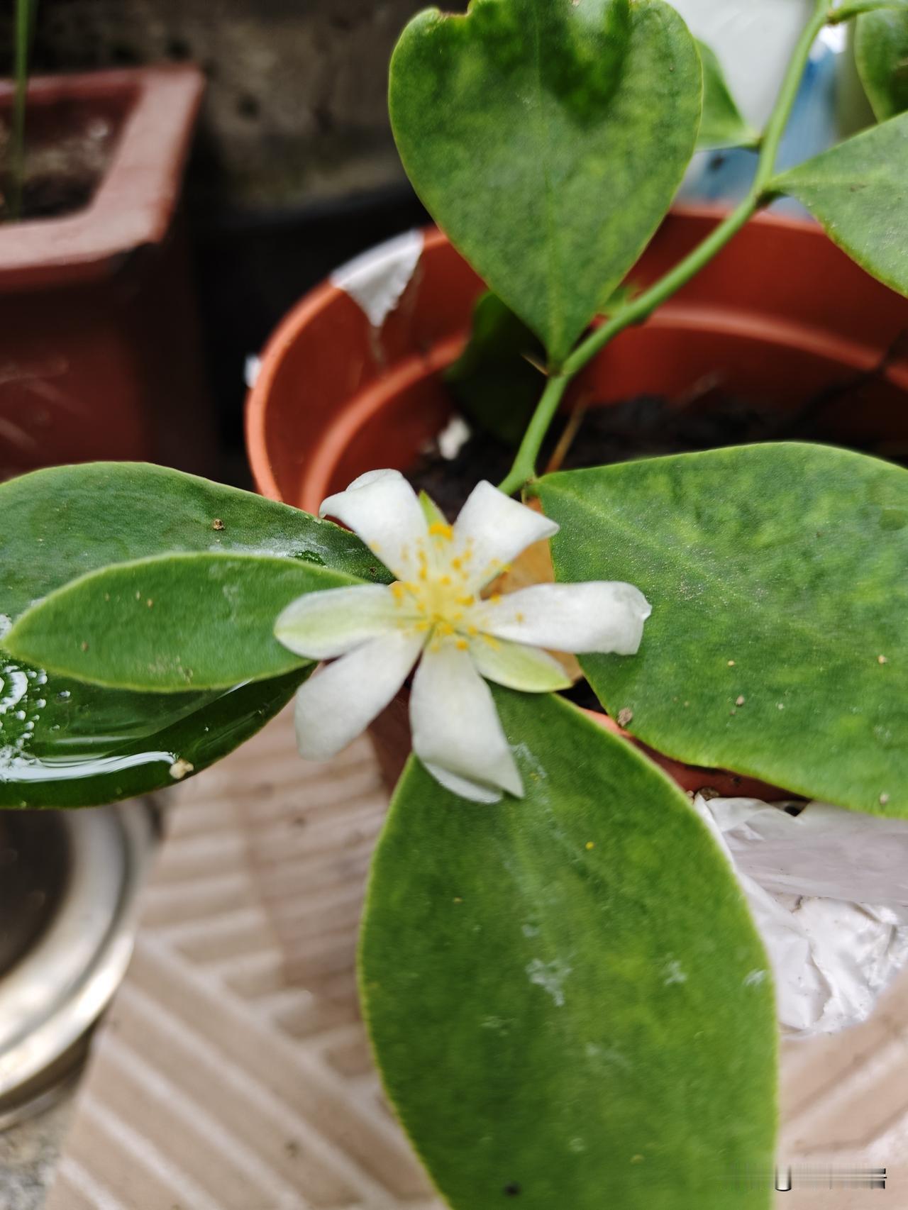 上联：淡墨闲题香染袖，
下联：清茶默语馨沁脾。