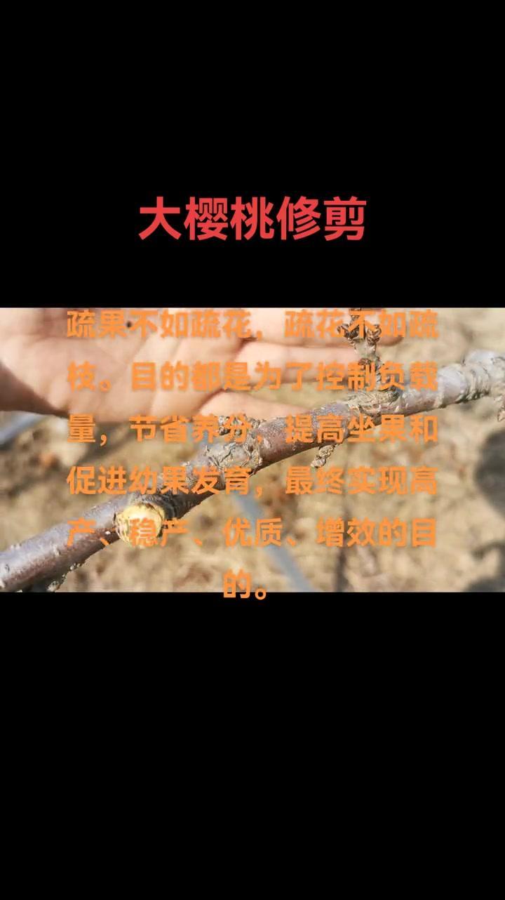 🍒大樱桃种植管理关键在细节，从修剪到日常维护都得注意。

年已过完，重启新程。
