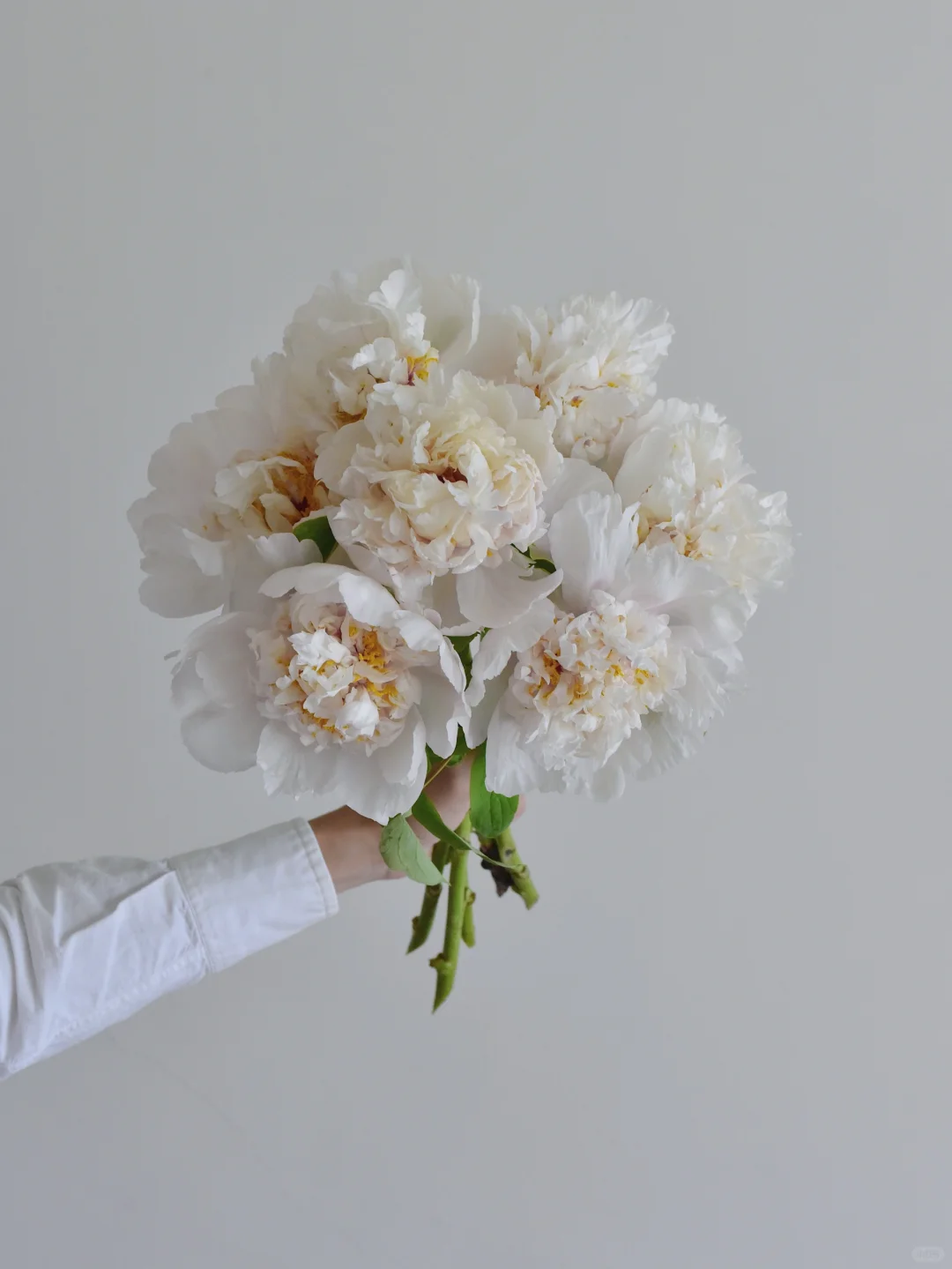 牡丹·金星雪浪