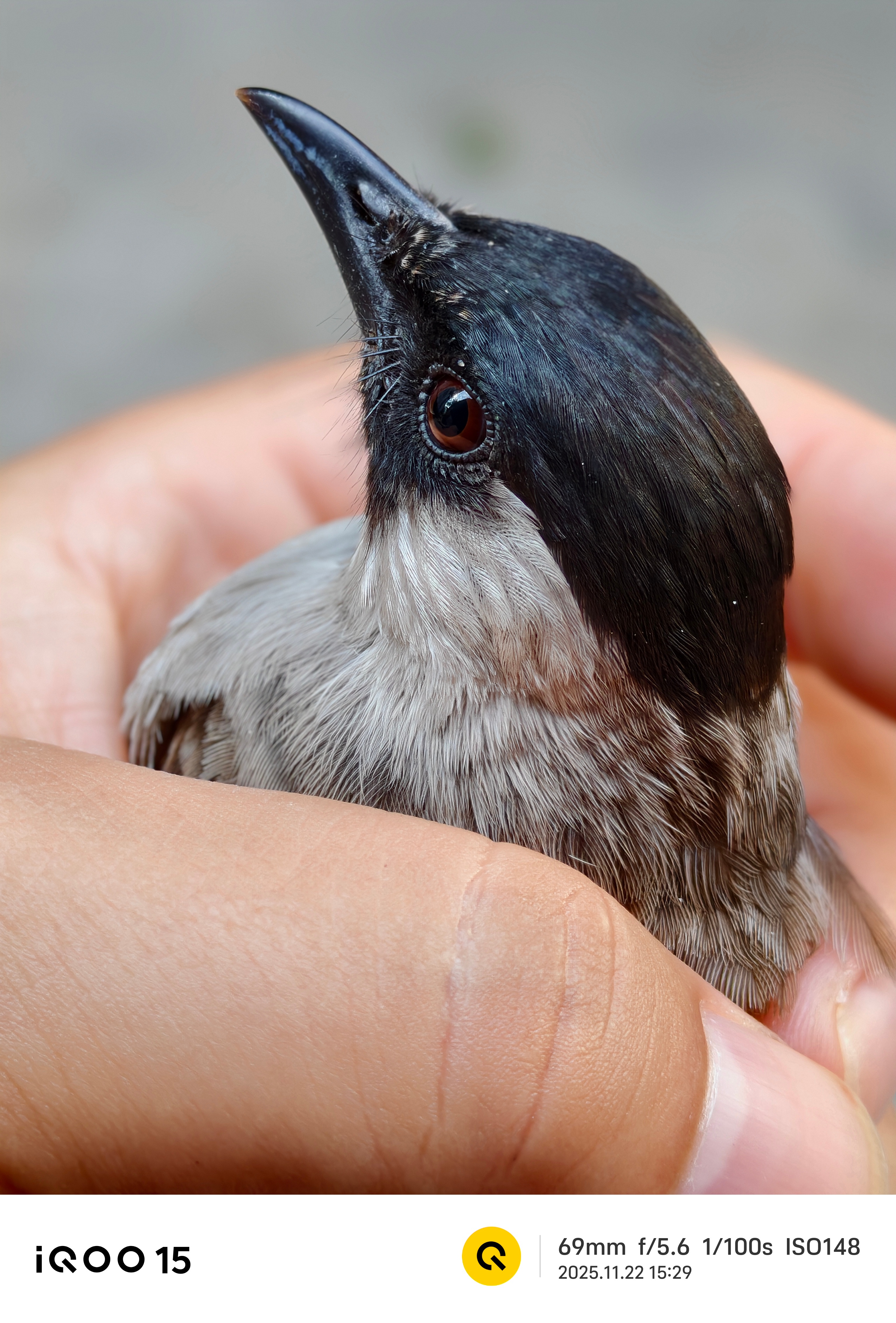 iqoo iQOO 15微距拍鸟，这效果你们觉得咋样？ 