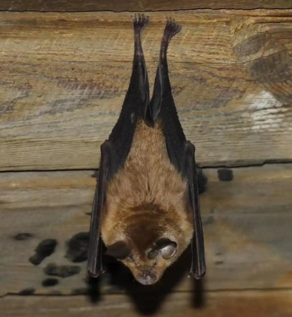 死神再度降临：尼帕病毒突袭印度，医护垂危百人隔离

两名奋战在一线的医疗工作者生