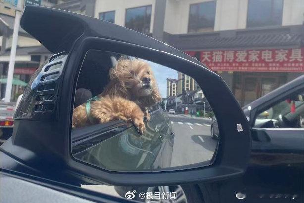 近年来，“宠物友好”正成为汽车消费新趋势。养宠车主选车时更关注后备箱空间、易清洁