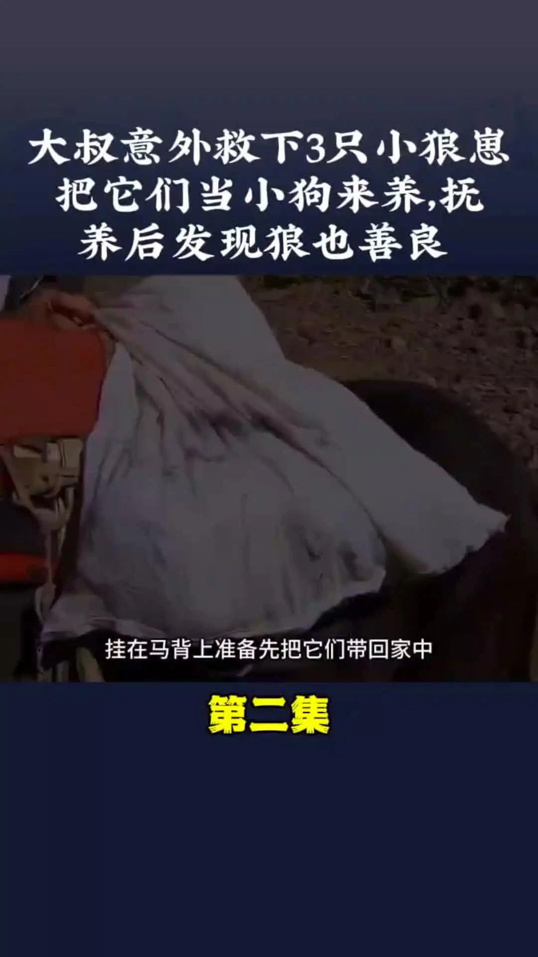 动物世界 动物的迷惑行为