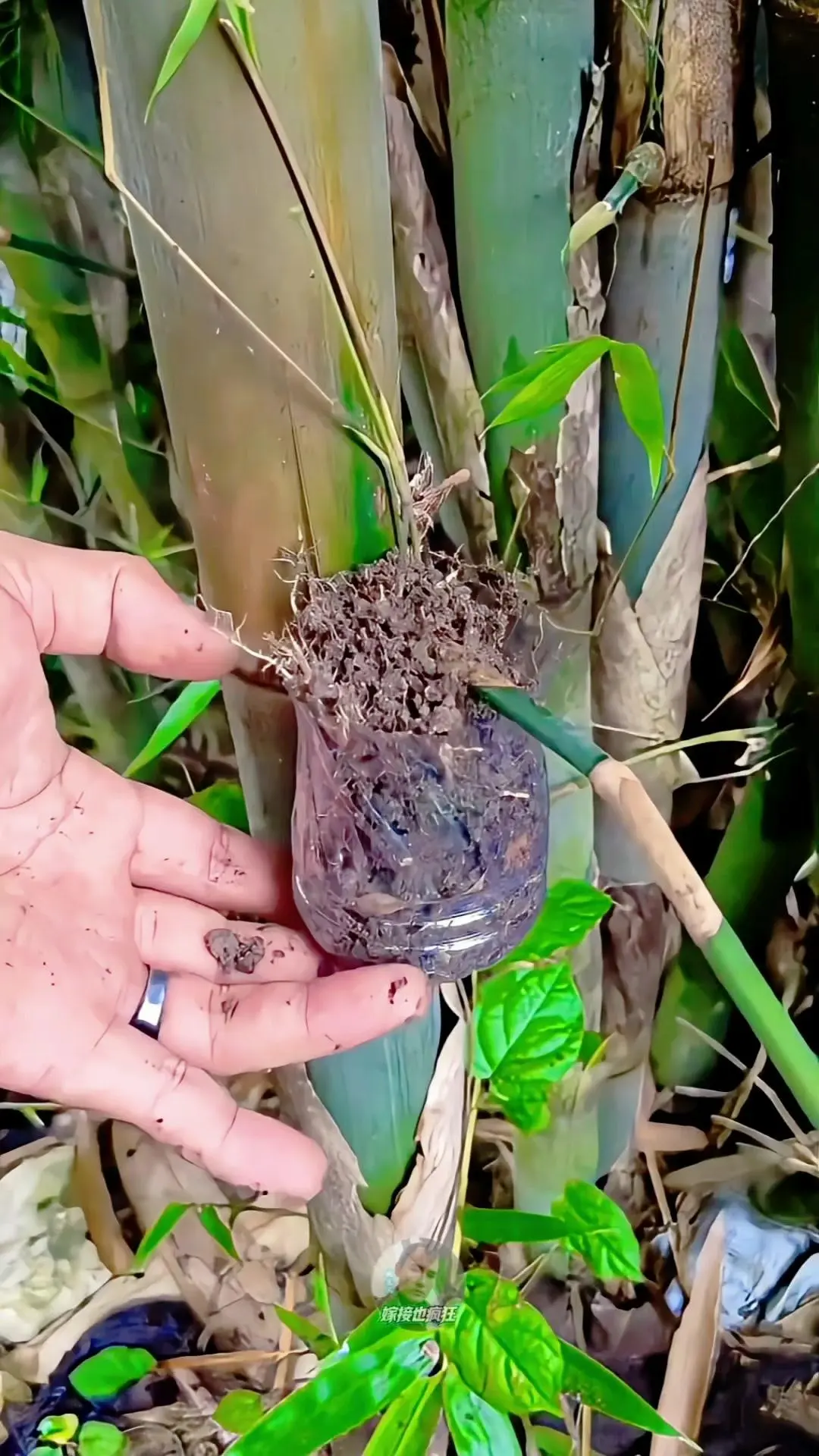 废旧瓶高压繁殖竹子超简单🌱。🍃用喝空的塑料瓶就能给竹子繁殖新苗，材...