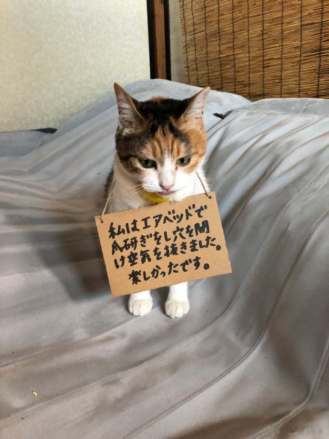 【 反省中的照片 】「我拿气垫床磨爪子，把气垫床开了洞，气都泄光了。实在很开心。