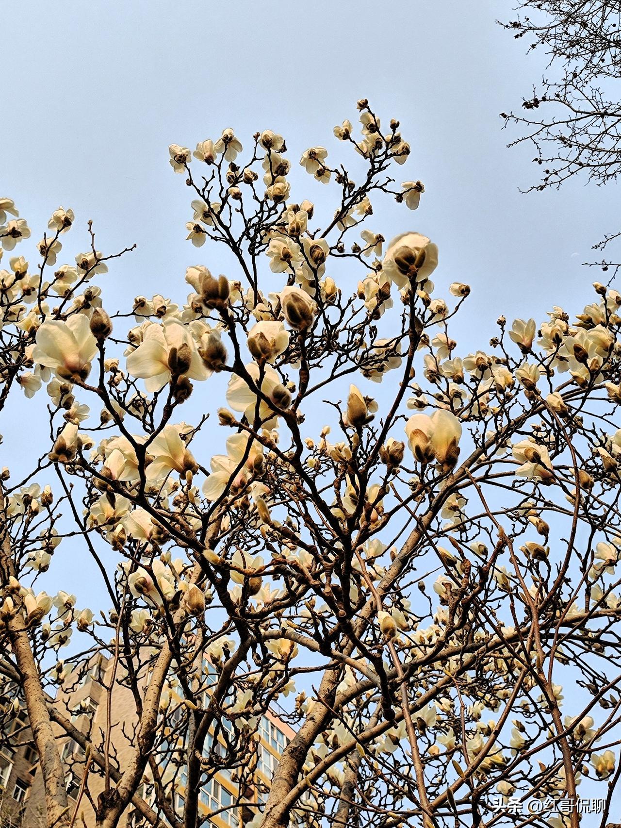 天朗气清春光好，已到玉兰怒放之时！