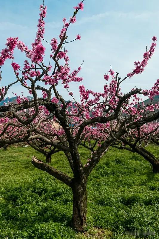 寒冻年,桃树防冻措施有哪些? 寒冻年
给桃树做好防冻措施很重要
桃树在休眠期
能