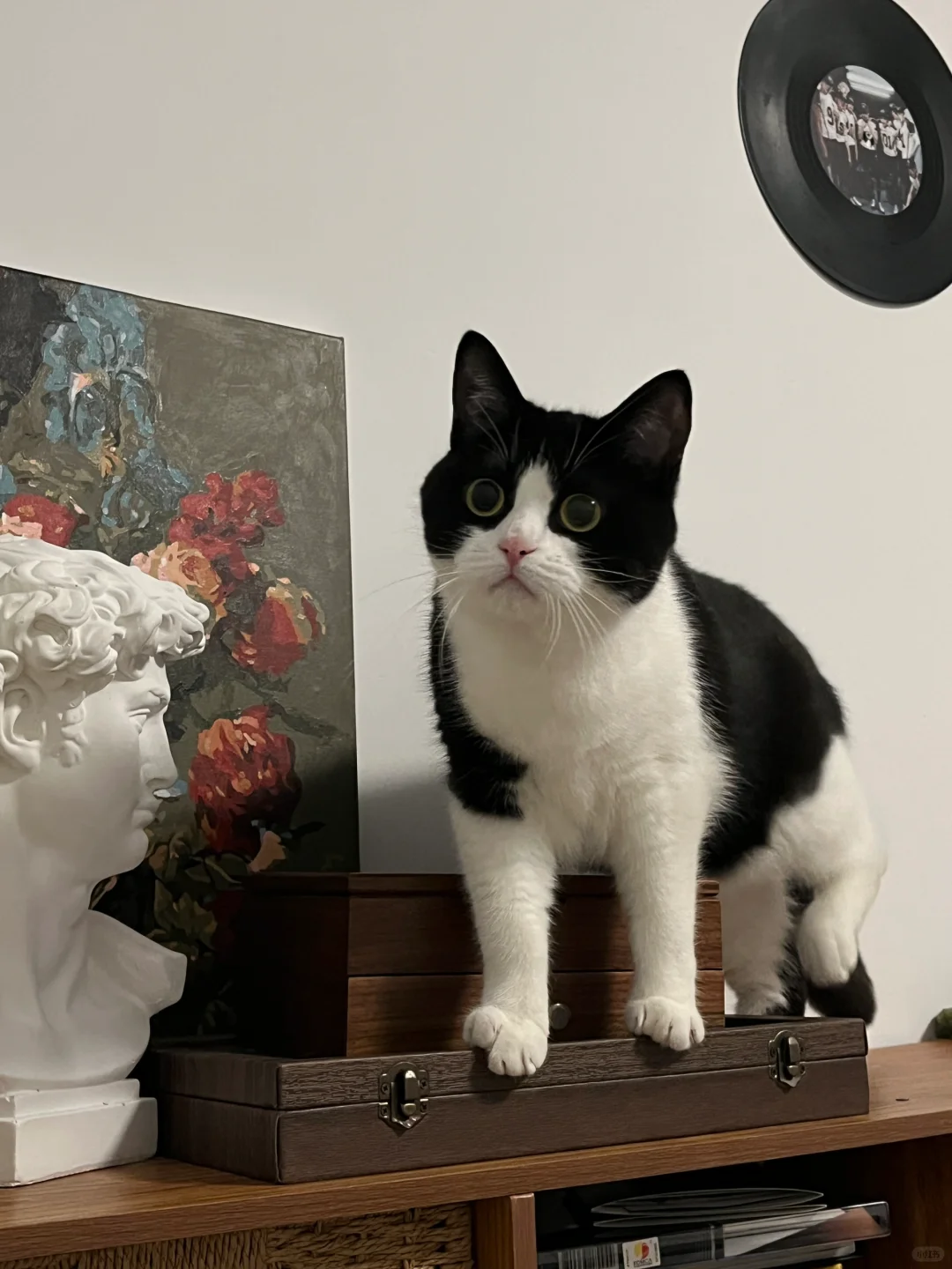 小猫咪对什么都好奇