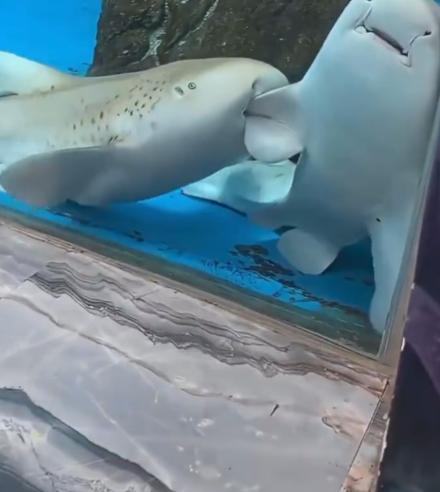 【水族馆游客们惊讶地看到一条豹纹鲨试图咬掉另一条鲨鱼的鳍】工作人员解释说，这不是