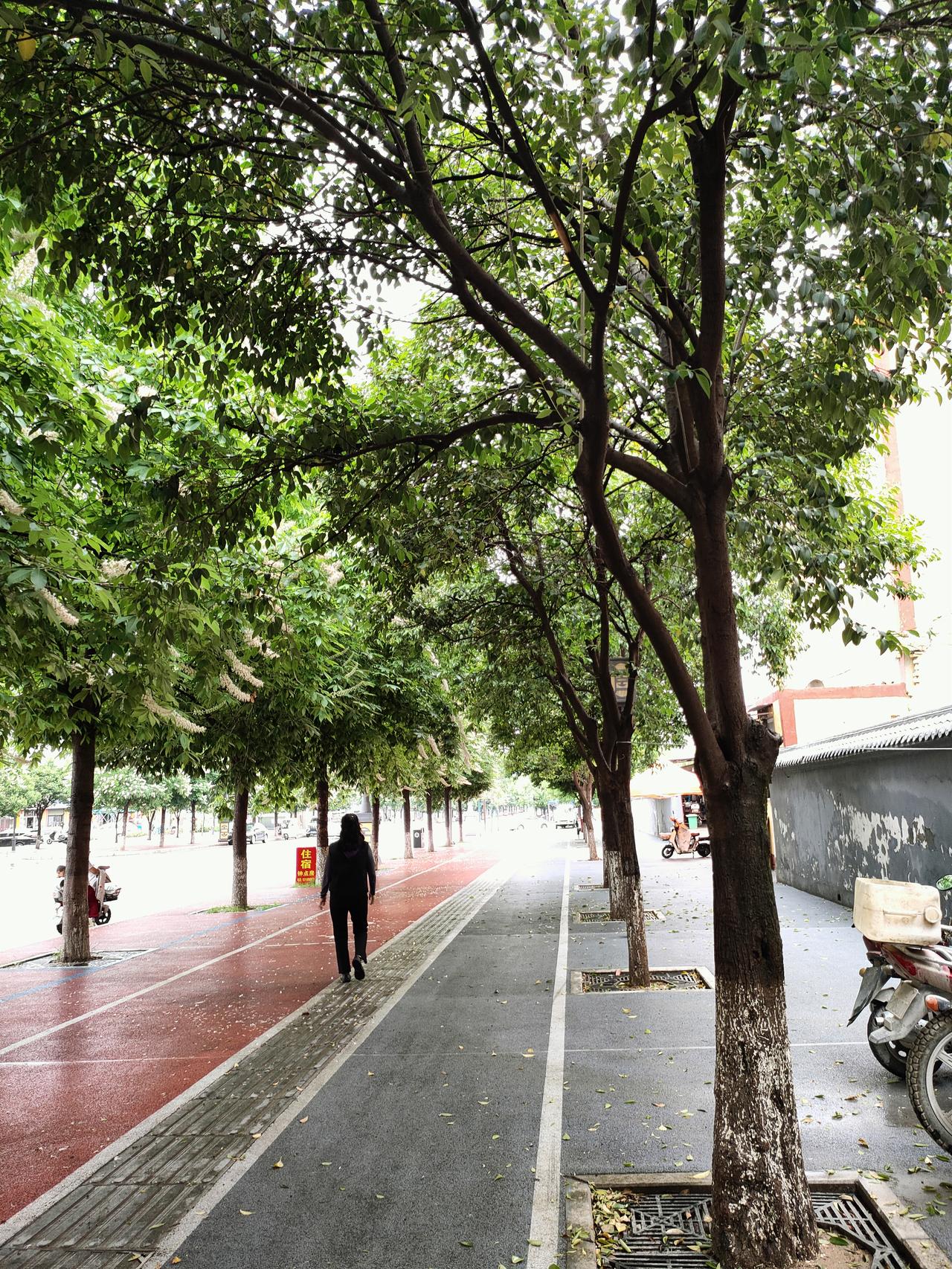 随手拍张照雨后的小城，空气里带着湿润的青草香。行道树撑开浓荫，落了一地细碎的花。