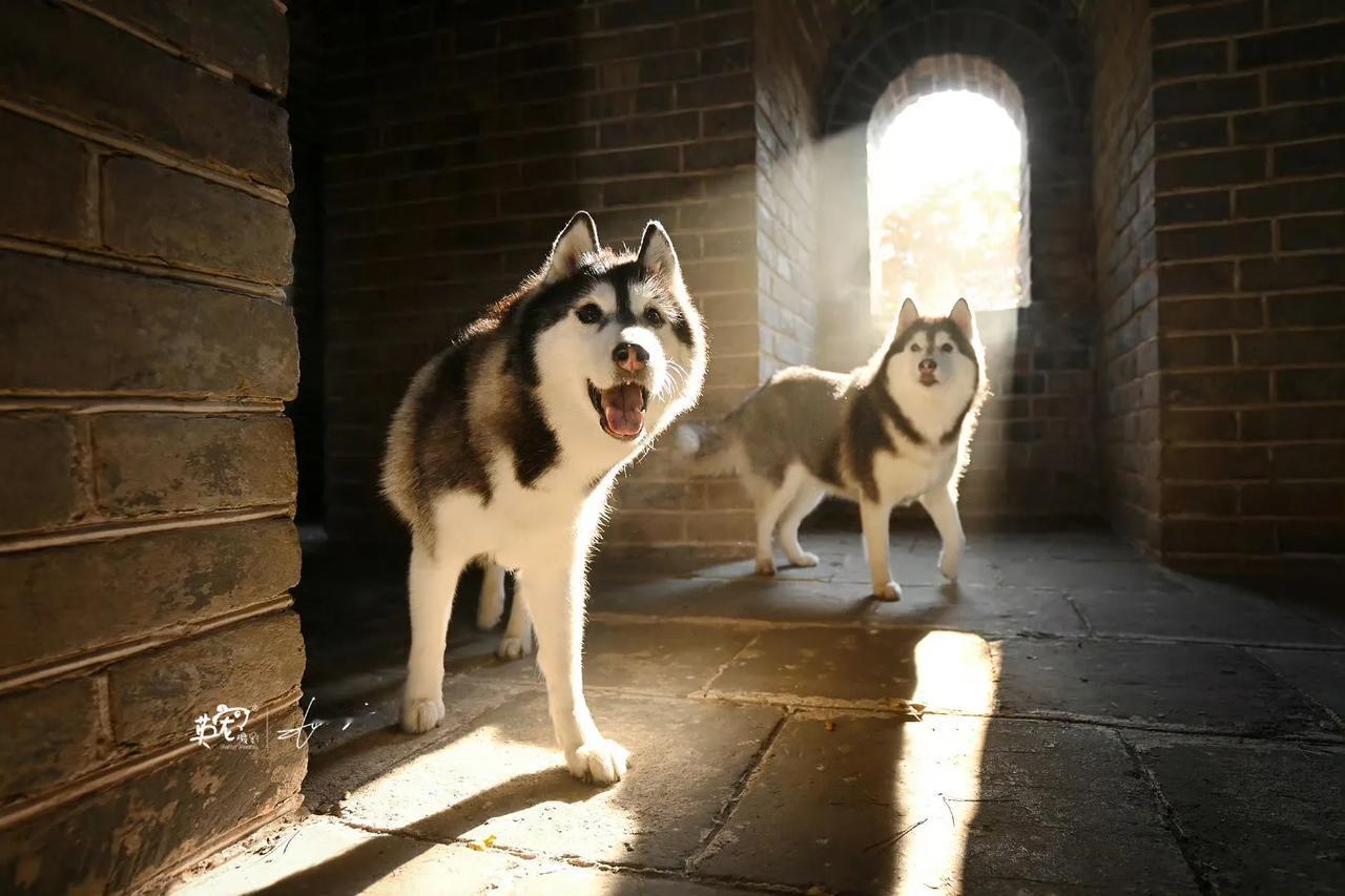 给你们看两个超级乖的哈士奇🤩