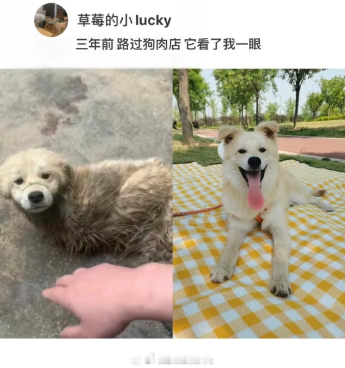“小动物在被爱以后疯狂长出血肉” ​​​