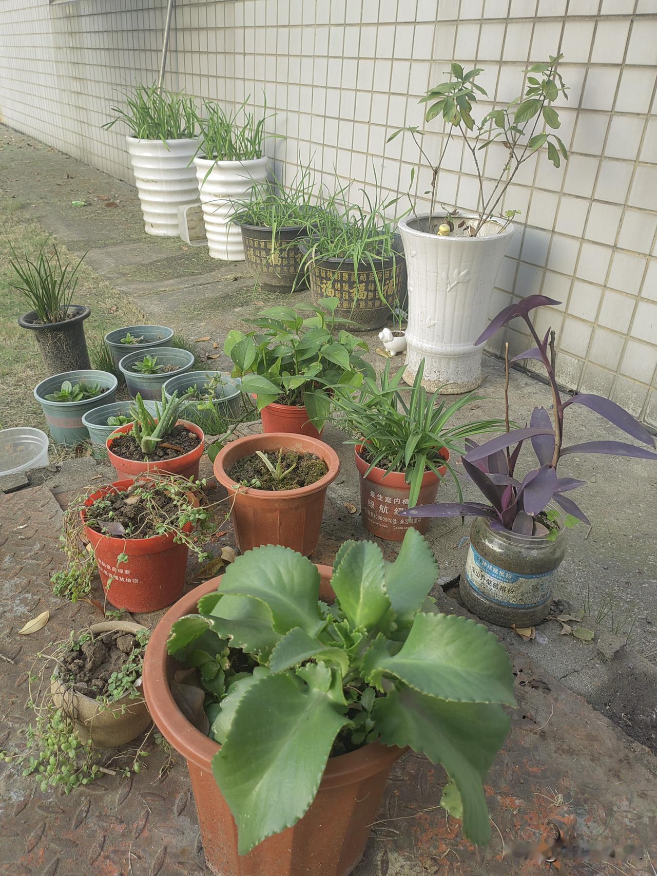 今天阳光很好，花花草草还有种的菜，都拿出去一起晒太阳啦！