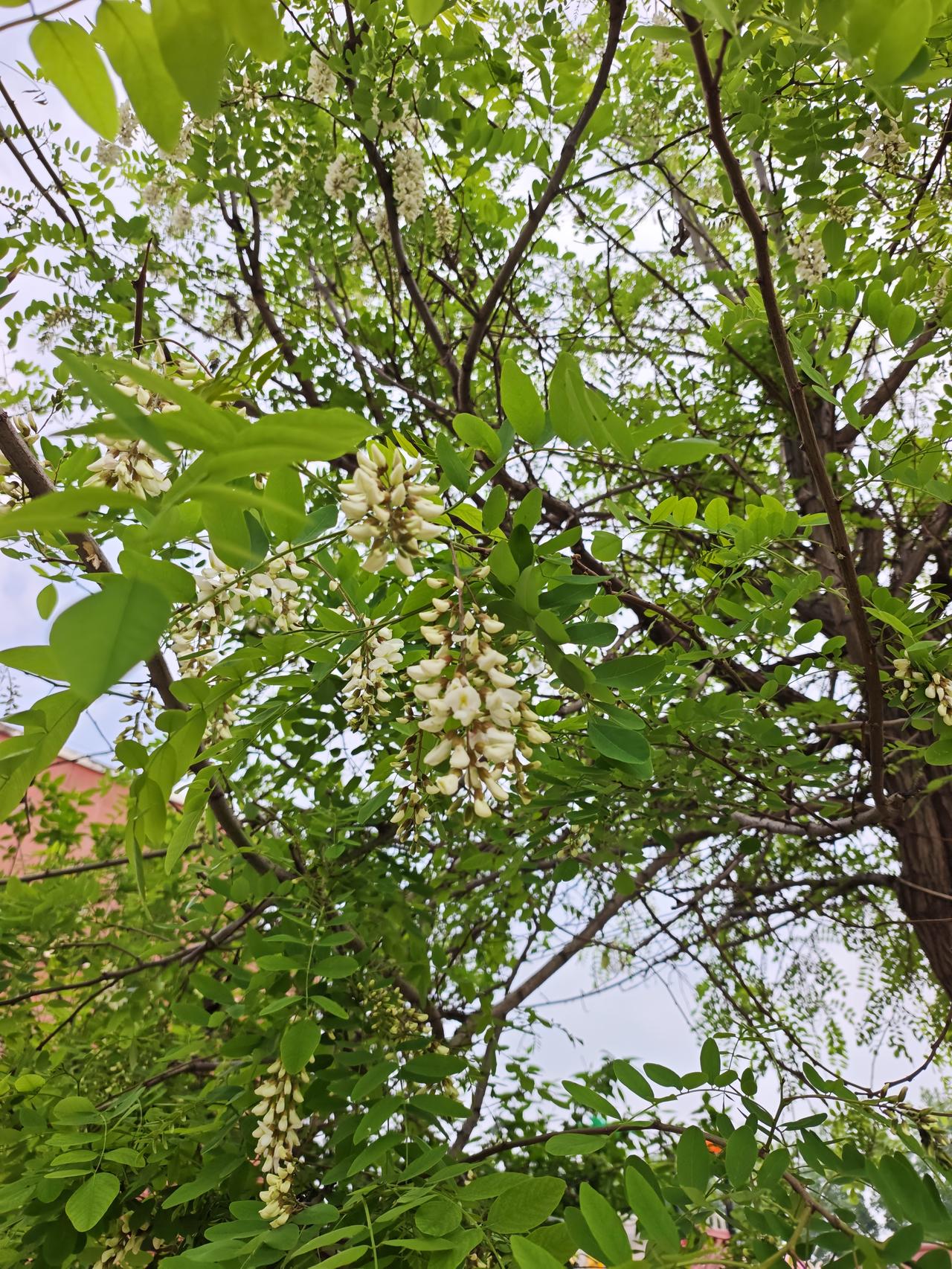 发一张你相册最近拍的花