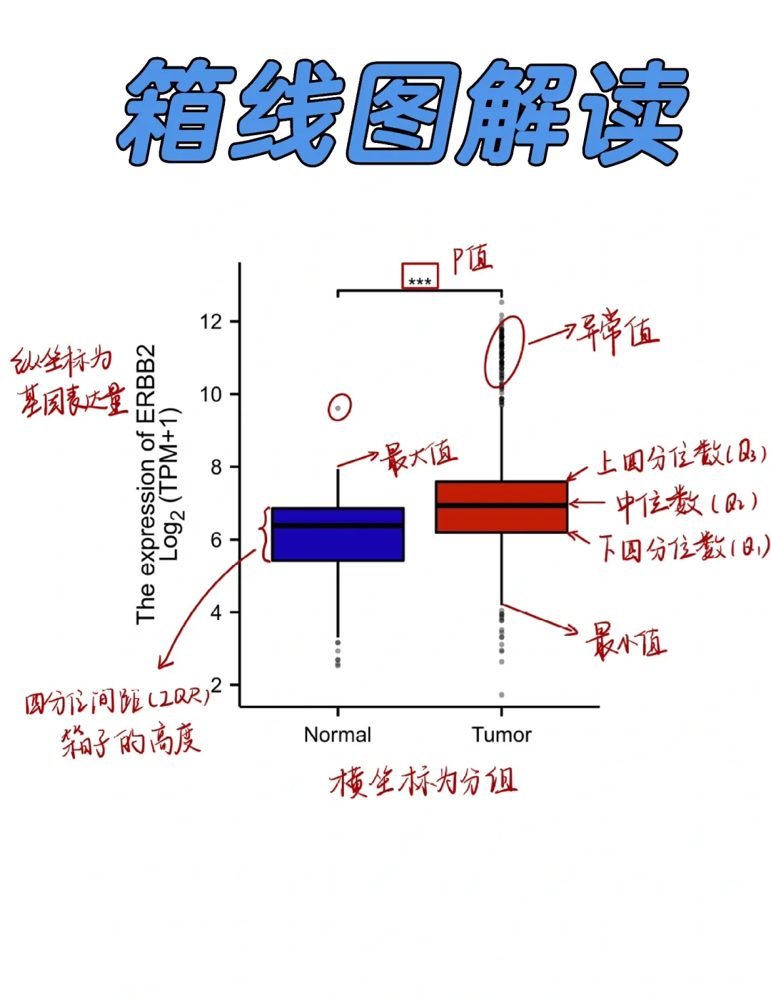 箱线图怎么看❓