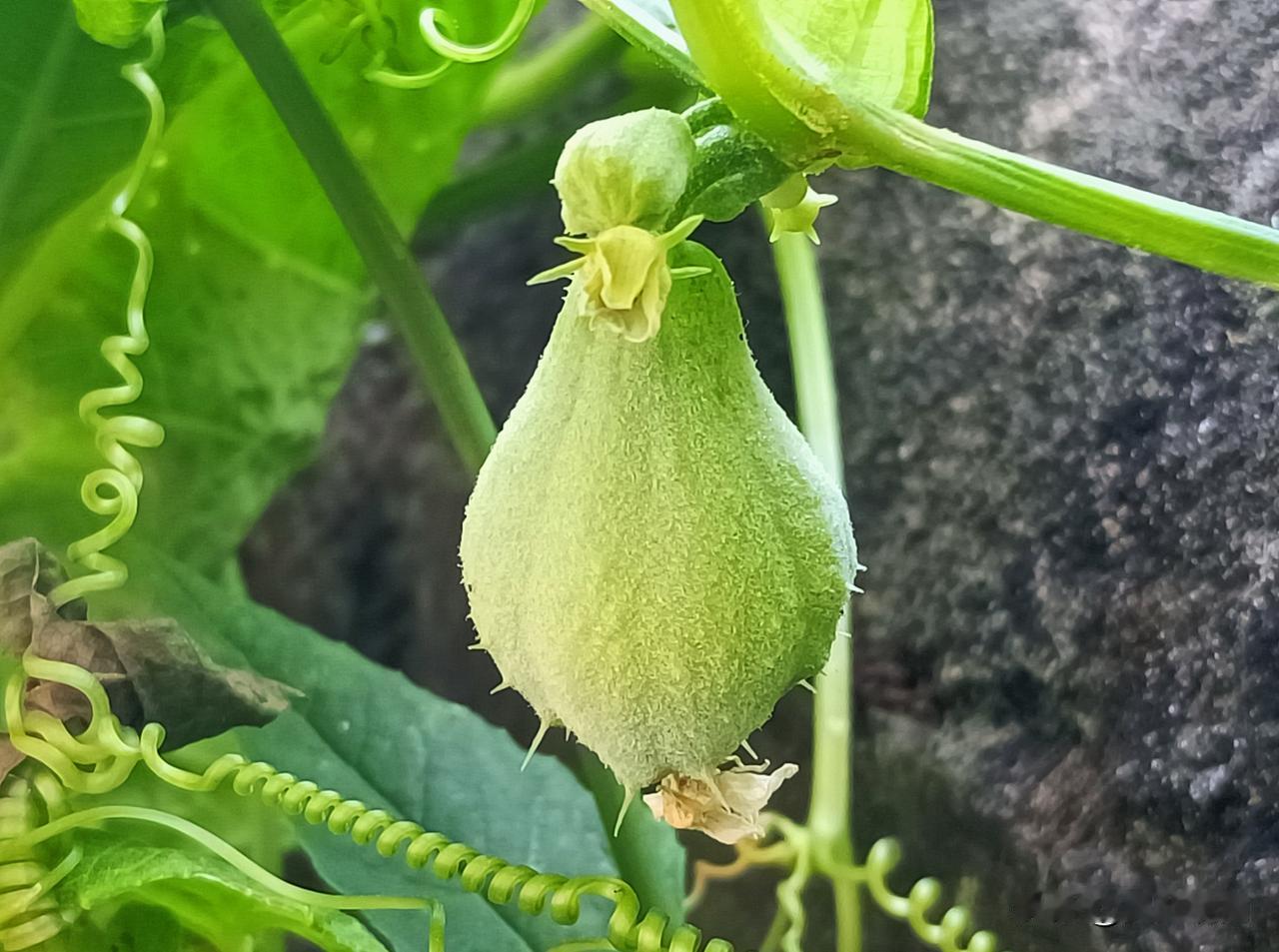 昆明的冬季，农家小院的菜地里发现了这个。有谁认识这是什么？据我所知，这是一种蔬菜