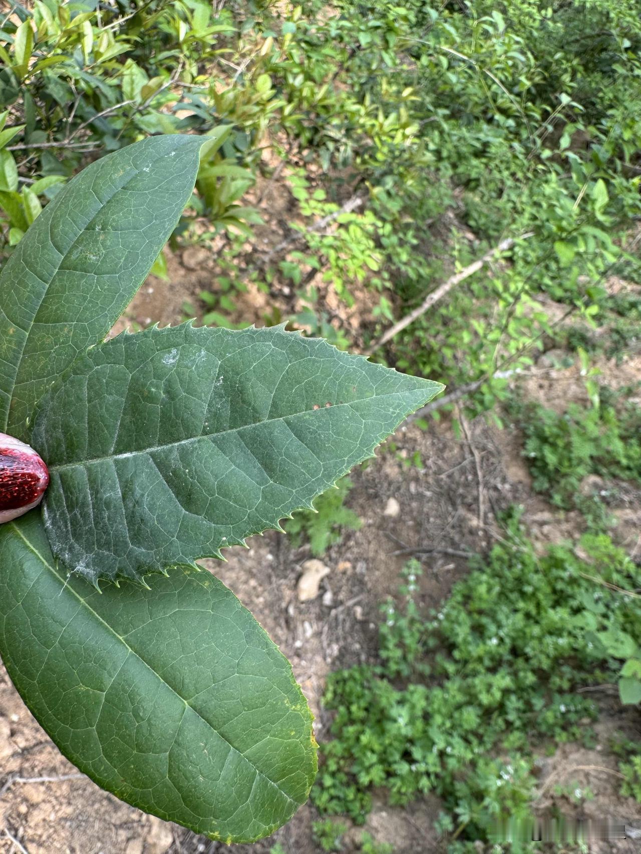 看看这三片叶子。它不是普通的三片叶子，而是三种不同的桂花树的叶子。
有汉桂，有金
