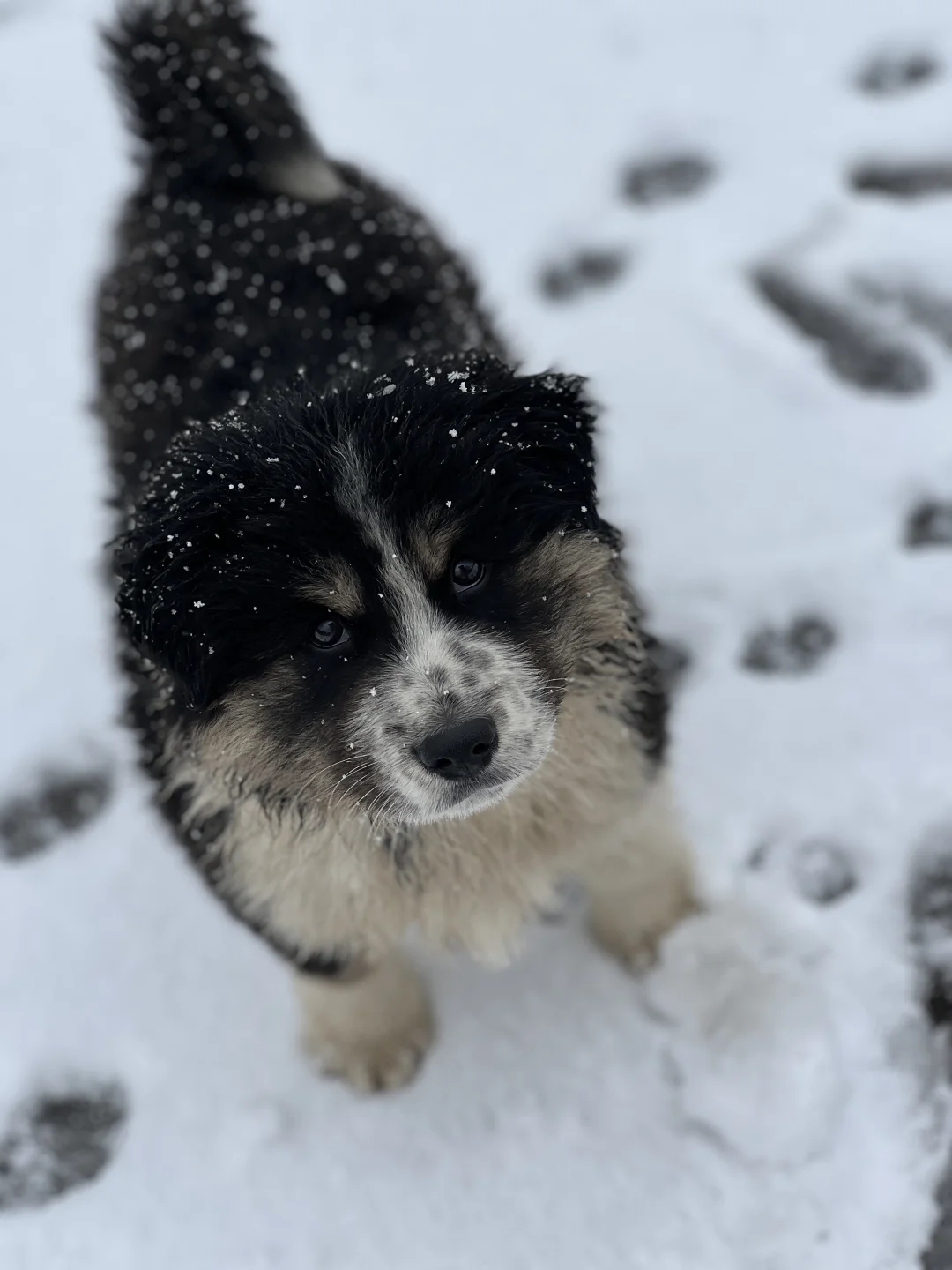 冬日里的糖霜小狗