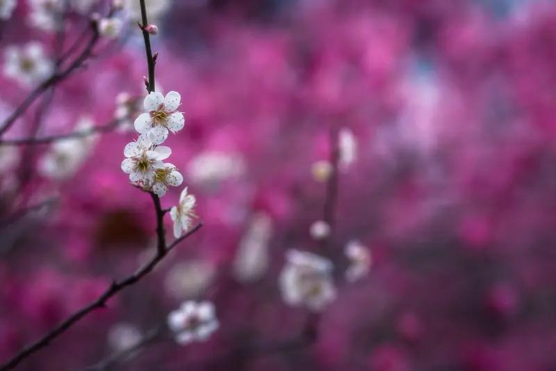 世人皆爱花，所爱却各有千秋。有人钟情于莲的高洁品性，有人痴迷于菊的淡雅风姿，有人