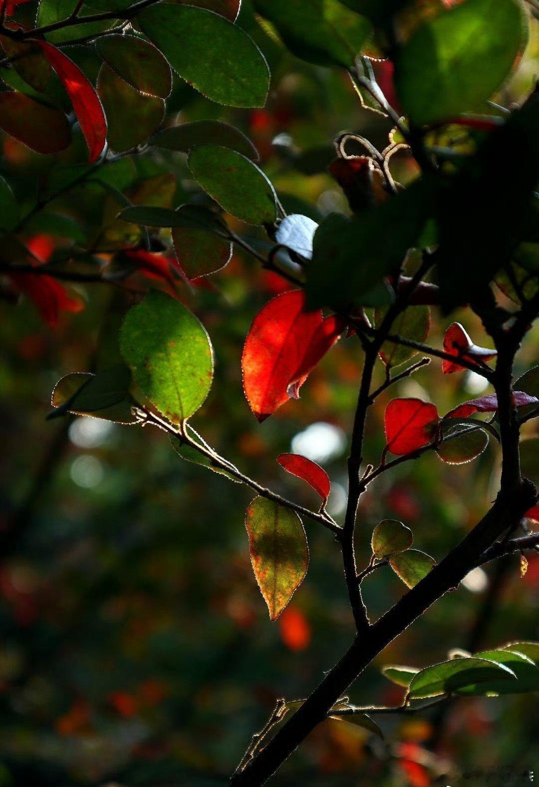 '早安早安,新的一天治愈不开心人生感悟人生微语早安心语 情感语录每天说早安心情日