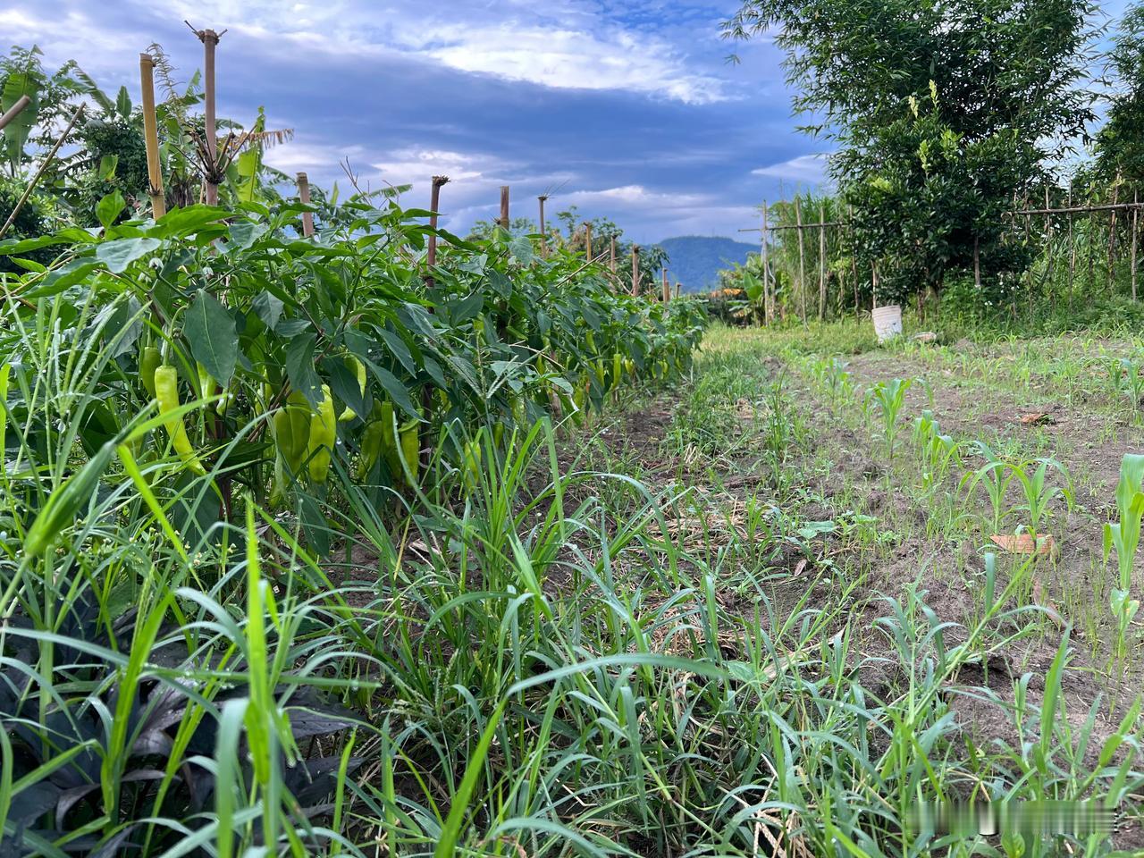 【大羊角椒】黄皮尖椒 vs 【小羊角椒】绿皮尖椒 

这种尖尖的辣椒， 
越大颗