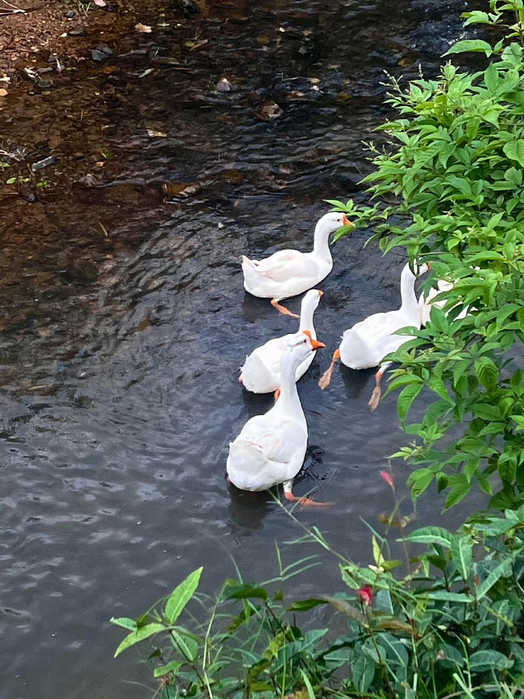 会有无数个好事发生在这个夏天 ☘️