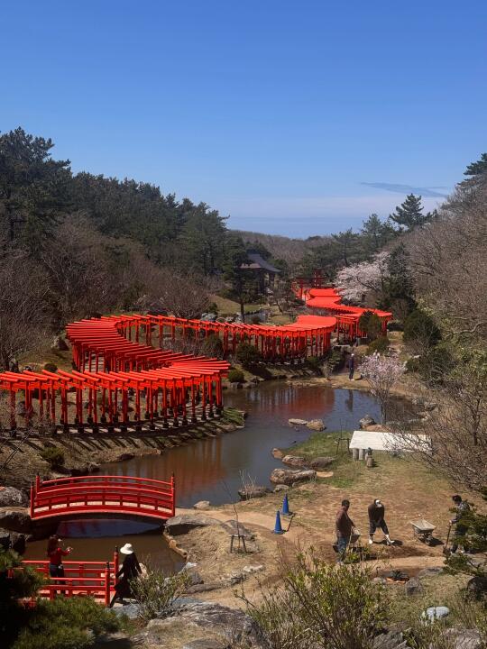 人在弘前，芦野公园满开，高山晚樱尚未开！