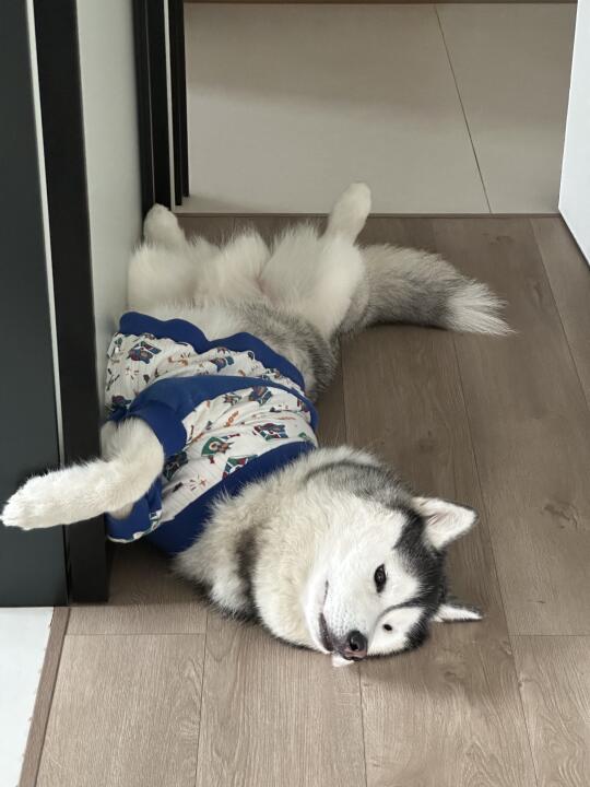 你说小狗这玩意儿是谁研究的呢？