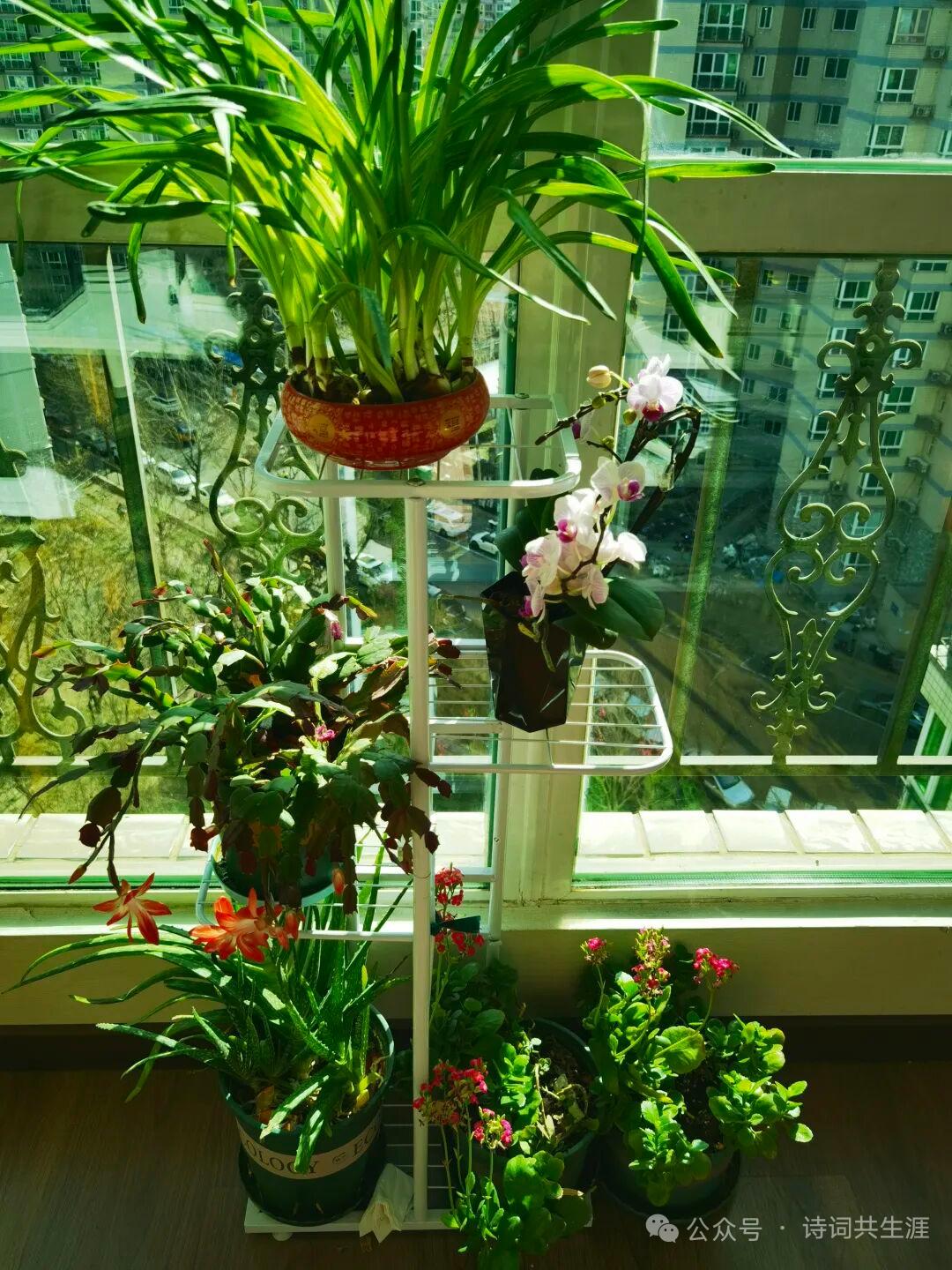 阳光洒满的阳台，绿植与鲜花共舞，静享美好时光。