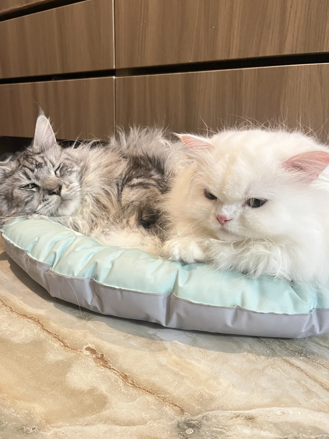 求助❗回家晚了惹小猫生气了怎么办🥹