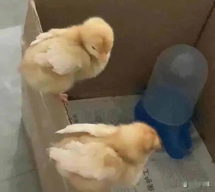 养成系小鸡，
在来到我家的第四个月，
今天懂事地下了第一枚蛋，
为祖国庆生，为国