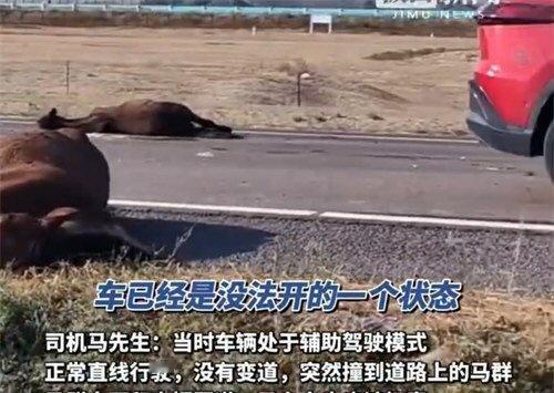 【交警回应游客自驾撞死6匹马 游客撞死6匹马主人索赔4. 5万没谈拢】今天网友热