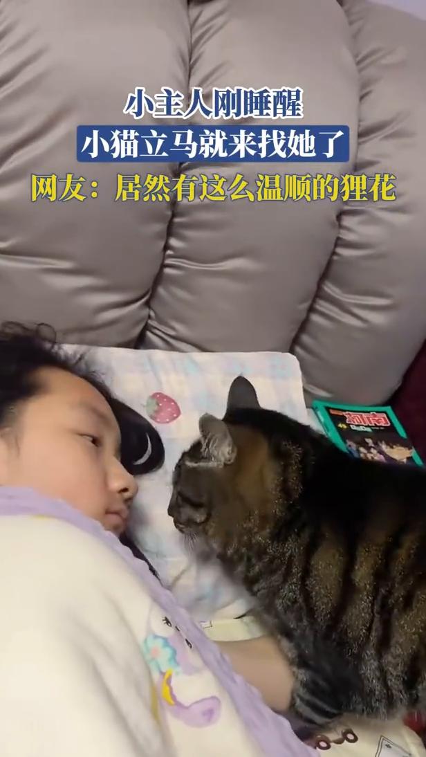 小主人刚睡醒，小猫立马就来找她了。网友：居然有这么温顺的狸花。
4月30日山东。