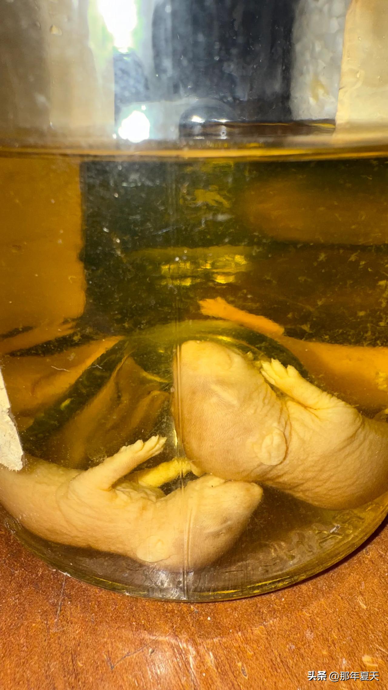 今天去朋友家做客看到一壶老鼠酒，老鼠幼崽泡酒这种事简直荒谬至极。
从卫生角度看，