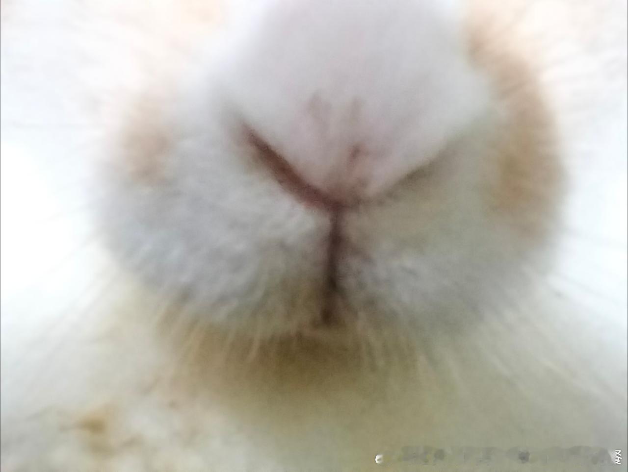 15049🐇【为马脸着迷吧】 ​​​