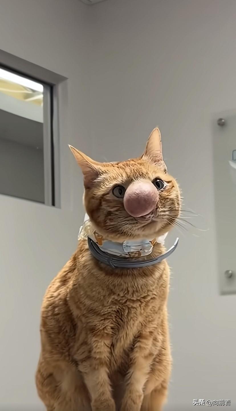 救命！猫咪招惹蜜蜂反被蛰，鼻子直接肿成“猪鼻头”，这蜜蜂也太毒了吧！

今天去朋