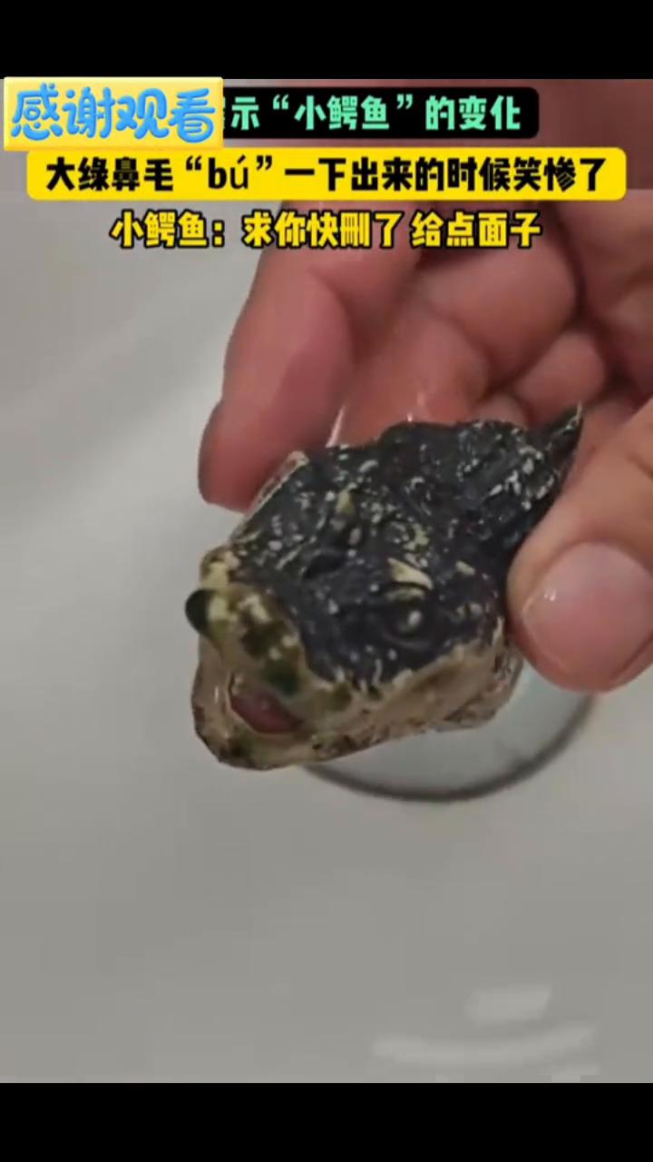 在洗鱼缸的时候发现我之前买的小鳄鱼，看有什么变化。在它的鼻子两端长了两处青苔，很